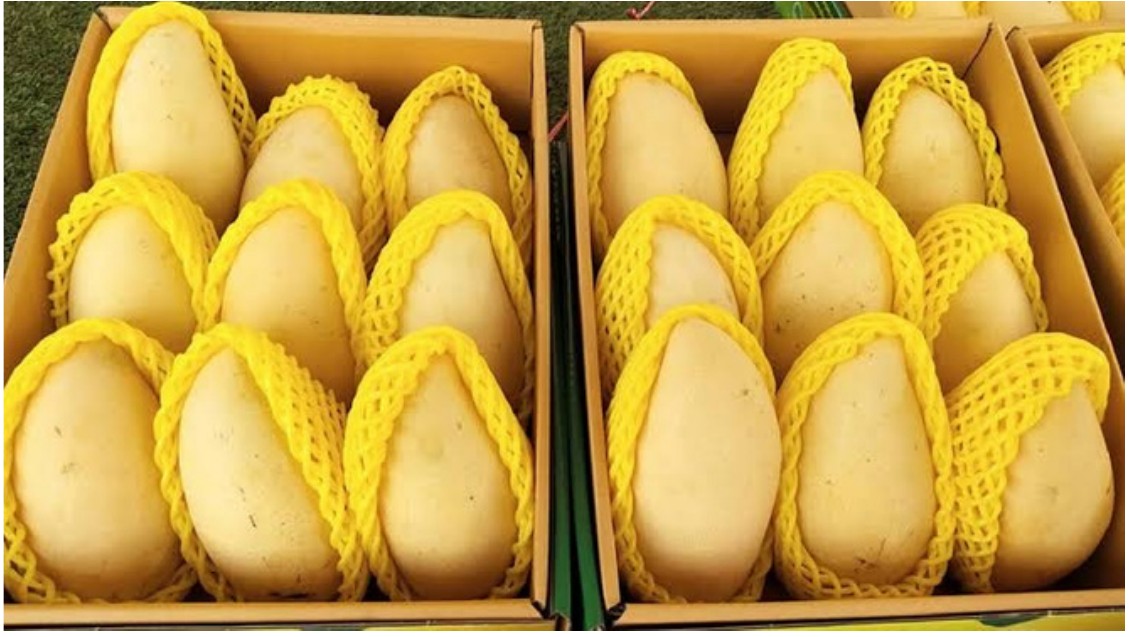 Fresh Mango — Namdokmai
