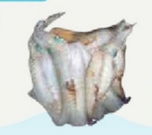Frozen Bigfin Reef Squid