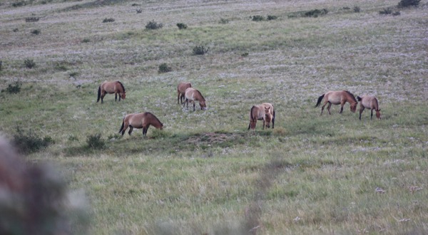 Khustai National Park & Return to Ulaanbaatar
