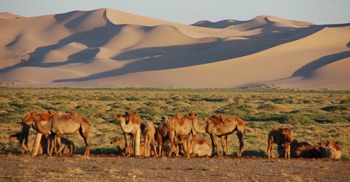 Khongor Sand Dune — Camel Trek